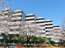 春には隣の公園に見事な桜が咲きます。